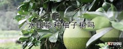 【树】水田能种柚子树吗