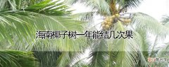 【树】海南椰子树一年能结几次果