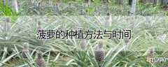 【种植】菠萝的种植方法与时间