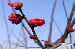【树】红梅花树种植方法四步骤