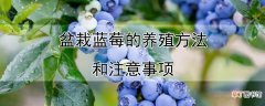 【蓝莓】盆栽蓝莓的养殖方法和注意事项