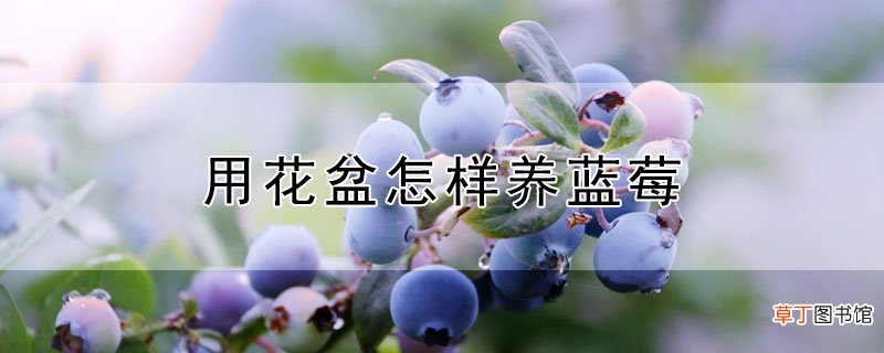 【花盆】用花盆怎样养蓝莓