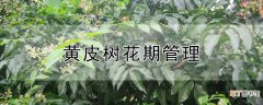 【花】黄皮树花期管理