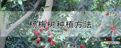 【树】杨梅树种植方法