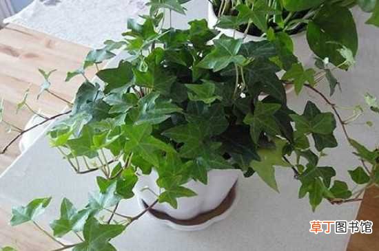 【室内】那些植物可以吸收甲醛，消除并防止室内空气污染：长春藤 吊兰