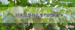 【季节】哈密瓜是什么季节的水果