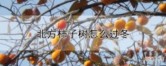 【柿子】北方柿子树怎么过冬