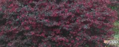 【繁殖】红花檵木的繁殖方法