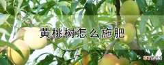 【桃】黄桃树怎么施肥