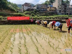 望谟县志愿服务队助农户种植水稻