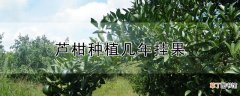 【挂果】芦柑种植几年挂果