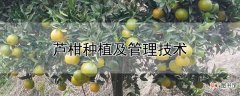【种植】芦柑种植及管理技术