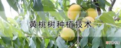【桃】黄桃树种植技术