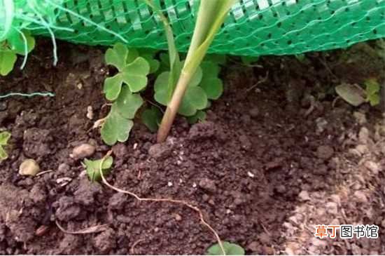 【花盆】盆植玉米的过程，4个简单步骤将玉米种进花盆里：盆植玉米的4个步骤 盆植玉米的注意事项