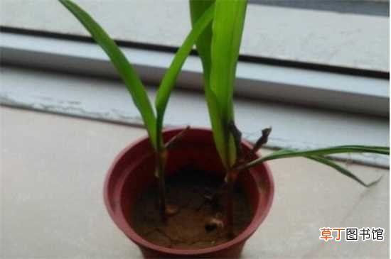 【花盆】盆植玉米的过程，4个简单步骤将玉米种进花盆里：盆植玉米的4个步骤 盆植玉米的注意事项