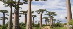 【树】猴面包树分布的气候地区 猴面包树的介绍
