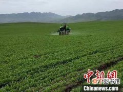 青海：河湟温暖灌区发展农作物套种复种面积达20.4万亩