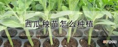 【种植】西瓜秧苗怎么种植