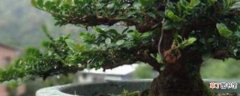 【树】小叶紫檀树盆景的鉴别方法