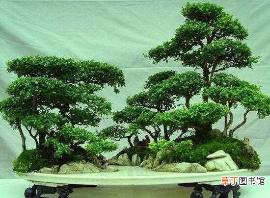 【盆景】松树盆景怎么养护，教你养护松树盆景的5大步骤：松树盆景养护方法 松树盆景修剪方法