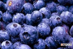 【食用】蓝莓怎么洗才干净 食用注意事项