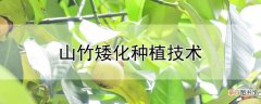 【种植】山竹矮化种植技术