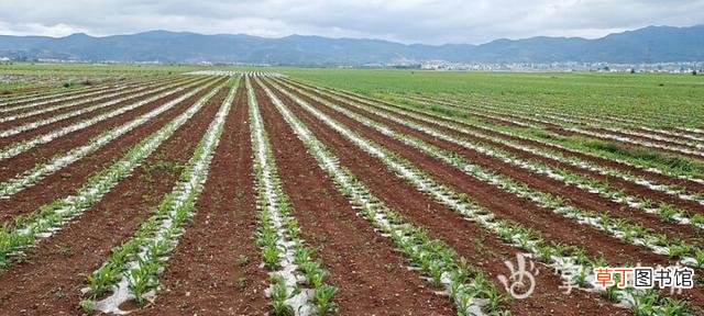 曲靖市抓好“三夏”农业生产 已收获夏粮200万亩 播种秋粮652万亩