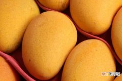 【吃】芒果吃多了会怎么样 有什么禁忌