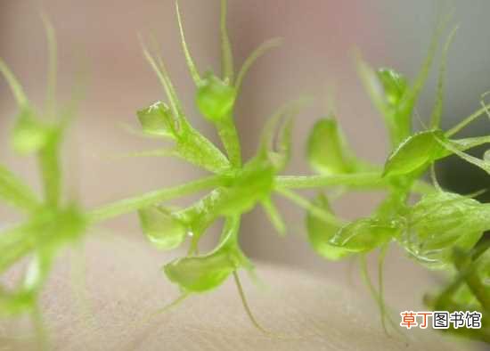 【栽培】貉藻的概述 貉藻的繁殖栽培