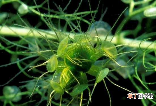 【栽培】貉藻的概述 貉藻的繁殖栽培