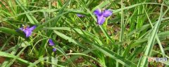 【种植方法】紫露草的种植方法