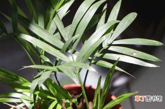 【植物】适合教室里养的植物：芦荟 袖珍椰子