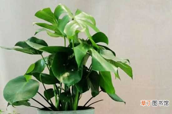 【植物】适合教室里养的植物：芦荟 袖珍椰子