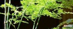 【晒太阳】文竹可以晒太阳吗：文竹可以晒太阳 文竹的养护方法