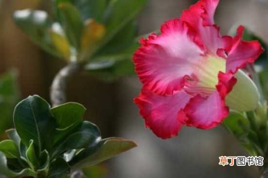 【花】最吸甲醛的15种花：红豆杉 芦荟