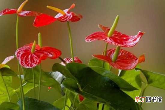 【花】最吸甲醛的15种花：红豆杉 芦荟