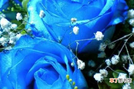【花语】蓝色妖姬的花语 蓝色妖姬的寓意