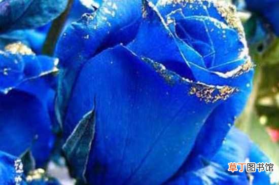 【花语】蓝色妖姬的花语 蓝色妖姬的寓意