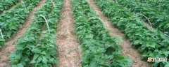 【种植】蔬菜种植技术：合适土壤 适宜温度
