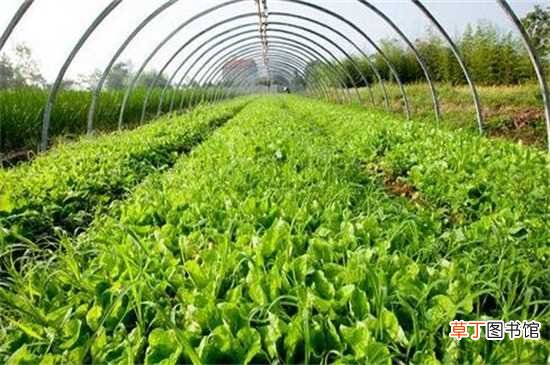 【种植】蔬菜种植技术：合适土壤 适宜温度