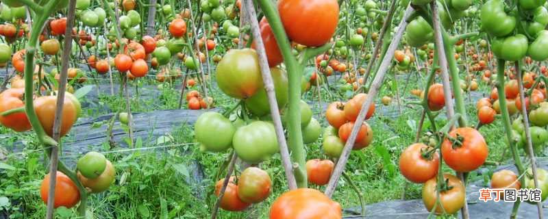 【方法】西红柿的掐尖时间和方法