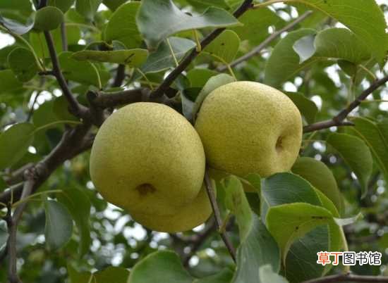 【栽培方法】酥梨的栽培方法 拓展知识-酥梨的营养价值