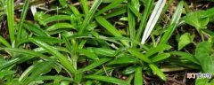 【清热】天青地白草有什么功效，能清热益气对身体有益：清热益气 祛湿利尿