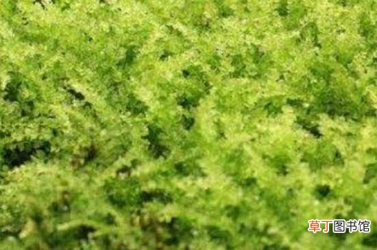 【植物】苔藓植物长不高的原因 苔藓植物的介绍