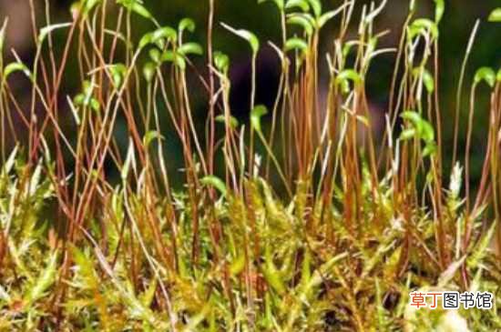 【植物】苔藓植物长不高的原因 苔藓植物的介绍