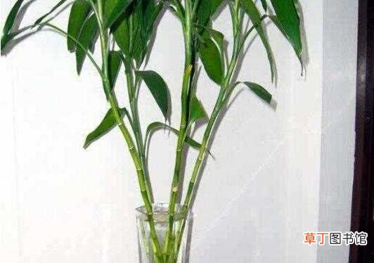 好运 【原因】为什么富贵竹要养三根，富贵竹养3根代表什么：养三根富贵竹的原因 富贵竹数量的五行风水