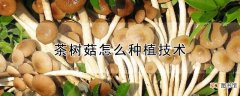 【茶树菇】茶树菇怎么种植技术