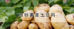 【土豆】马铃薯是土豆吗