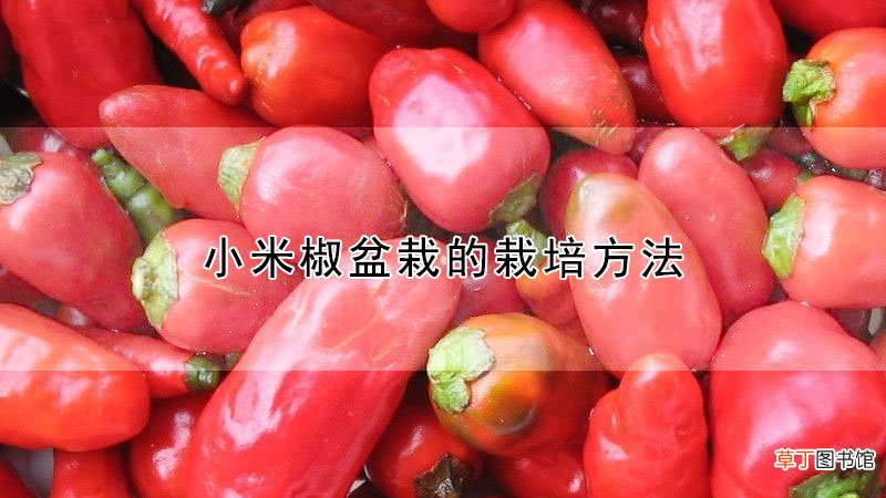 【盆栽】小米椒盆栽的栽培方法