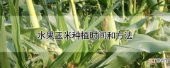 【玉米】水果玉米种植时间和方法